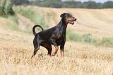 DOBERMANN 959